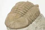 Asaphus Plautini Trilobite Fossil - Russia #200465-4